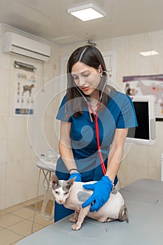 Young professional veterinarian woman in medical uniform exam bald cat with stethoscope in pet clinic