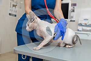 Young professional veterinarian woman in medical uniform exam bald cat with stethoscope in pet clinic