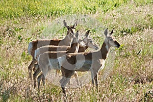 Young Pronghorn