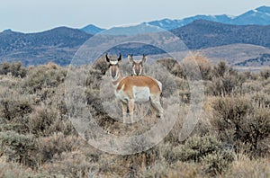 Young Pronghorn Antelope Bucks in Winter