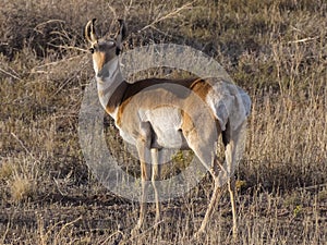 Young Pronghorn Antelope Posing