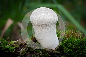 Young Puffball mushroom funghi