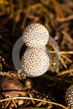 Young puffball mushrooms in forest