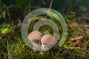 Young puffballs Lycoperdon perlatum. Young fruiting bodies are edible