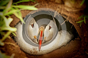 Young puffin in burrow fratercula arctica