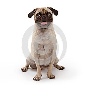 Young Pug Dog Isolated on White