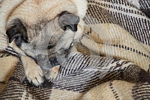 Young pug dog sitting in the room on the carpet