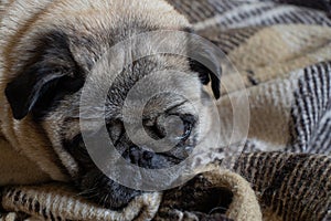 Young pug dog sitting in the room on the carpet