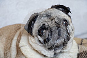 Young pug dog sitting in the room on the carpet