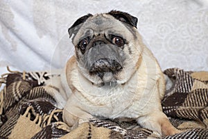 Young pug dog sitting in the room on the carpet