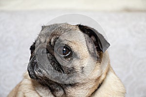 Young pug dog sitting in the room on the carpet