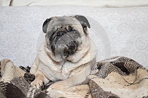 Young pug dog sitting in the room on the carpet