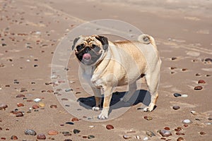Pug dog standing on the beach