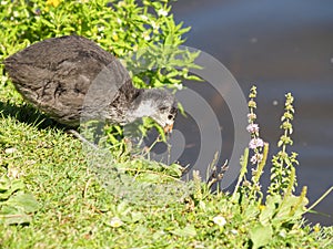 Young pukeko fossicking around the edge or swamp photo