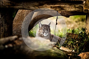 Young Puma resting under tree, Close up