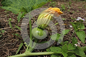 Young pumpkin flowers and fruits that have high antioxidants photo