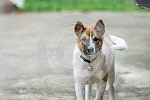 Young puppy of brown labrador retriever dog photographed outdoor