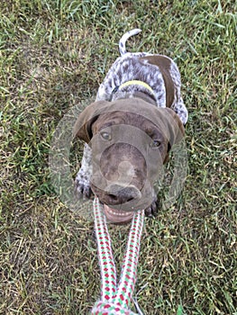 Young puppy dog - breed German Shorthaired Pointer