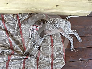 Young puppy dog - breed German Shorthaired Pointer