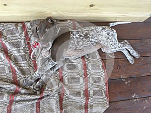 Young puppy dog - breed German Shorthaired Pointer