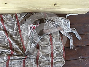 Young puppy dog - breed German Shorthaired Pointer