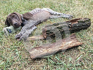 Young puppy dog  breed German Shorthaired Pointer