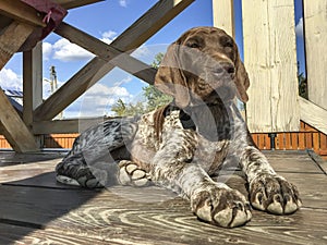 Young puppy dog  breed German Shorthaired Pointer