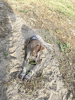 Young puppy dog  breed German Shorthaired Pointer