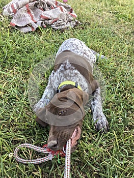 Young puppy dog - breed German Shorthaired Pointer
