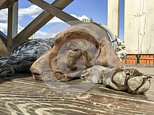 Young puppy dog  breed German Shorthaired Pointer