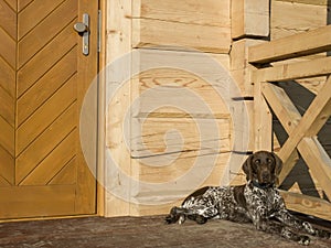 Young puppy dog  breed German Shorthaired Pointer
