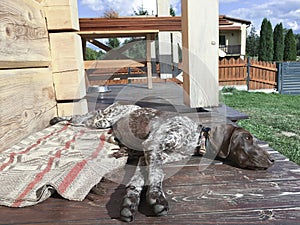 Young puppy dog  breed German Shorthaired Pointer