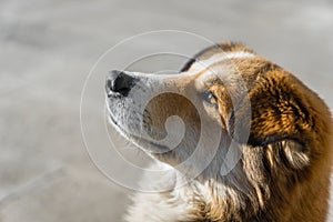 Young puppy dog looking up with an open eye looking afar