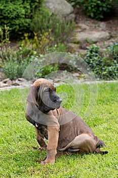 Young puppy of Fila Brasileiro (Brazilian Mastiff)