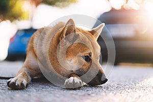 Young puppy of japanese dog breed enjoys outdoor recreation in rays of the sun, portrait shiba inu close-up smiles red dog, friend