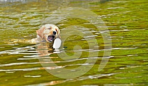 Young puppy learning how to swim and retrieve his toy.