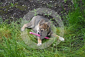 A young puppy plays in the spring garden plot and beds