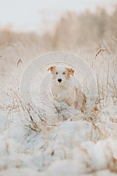 Young puppy red Border Collie stay In Snow During Sunset. winter forest on background