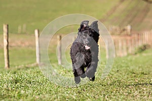 Young puppy running and playing