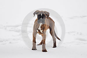 young puppy of a tiger-colored boxer looks into the camera. photo in winter on a snowy background