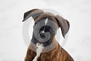 young puppy of a tiger-colored boxer looks into the camera. photo in winter on a snowy background