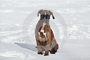 young puppy of a tiger-colored boxer looks into the camera. photo in winter on a snowy background
