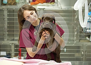 Young puppy at the vet's photo