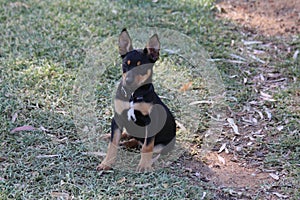 Young Pure Bred Kelpie Dog Sitting