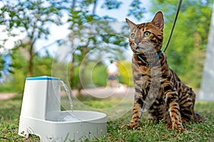 Young purebred Bengal cat near smart gadget with water fountain for cats and dogs.