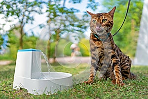 Young purebred Bengal cat near smart gadget with water fountain for cats and dogs. Electric water fountain.