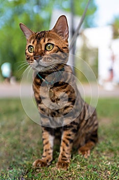 Young purebred Bengal cat. A pet cat on a walk.