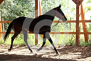 Young purebred  black colored saddle horse canter on cord