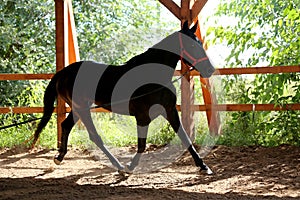 Young purebred  black colored saddle horse canter on cord