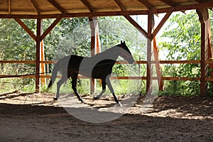 Young purebred  black colored saddle horse canter on cord